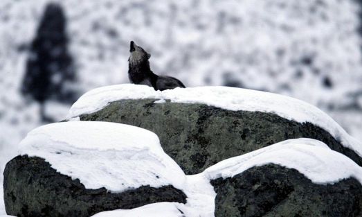 800px-Canis_lupus_howling_on_glacial_erratic