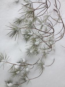 11021270_10205163168551815_3402047628856264774_n