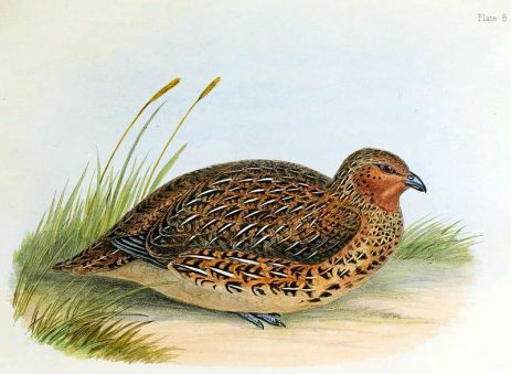 800px-New_Zealand_Quail