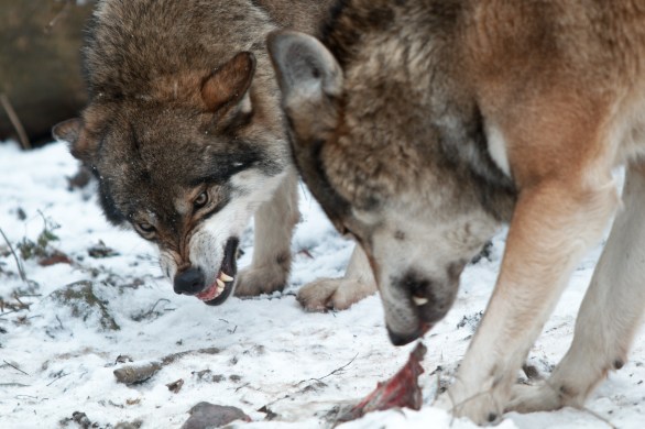 Hungry_wolves_(4197676650)_(2)