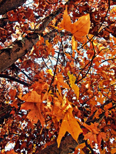 Orange_in_Middletown