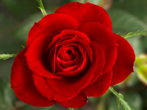 800px-Small_Red_Rose