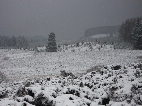 Snow_at_forest_edge_-_geograph.org.uk_-_135567
