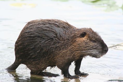 1024px-Myocastor_coypus_-_ragondin