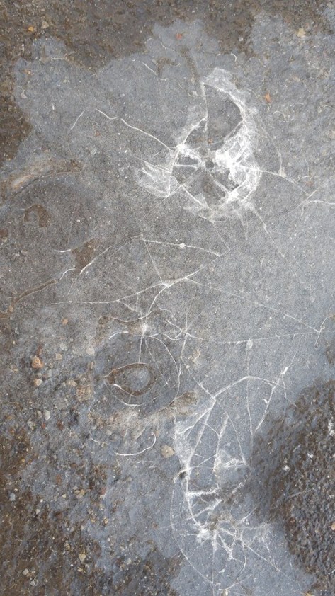 15941610_10212504345390227_171145298_n