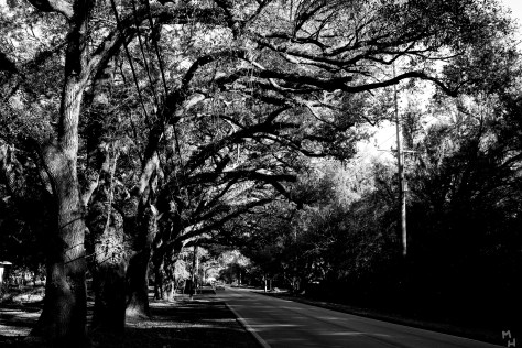 scary_branches_3253942882