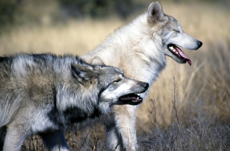 Two_Grey_Wolves_(4394641125)