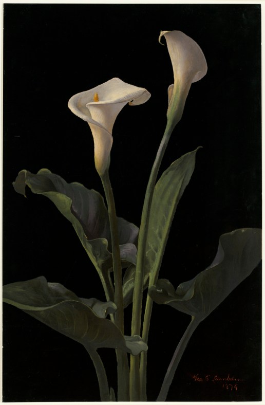 Calla_Lilies_by_Boston_Public_Library