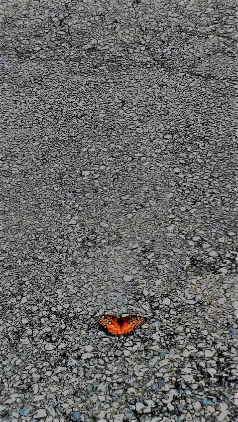 20180914_122602 (1) d