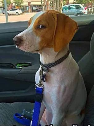 39813909_10156248977762203_6828590086121062400_n