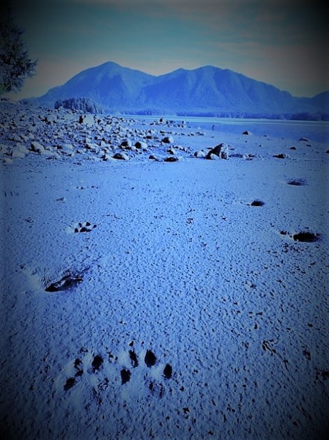 Wolf_Prints_Mudflatse