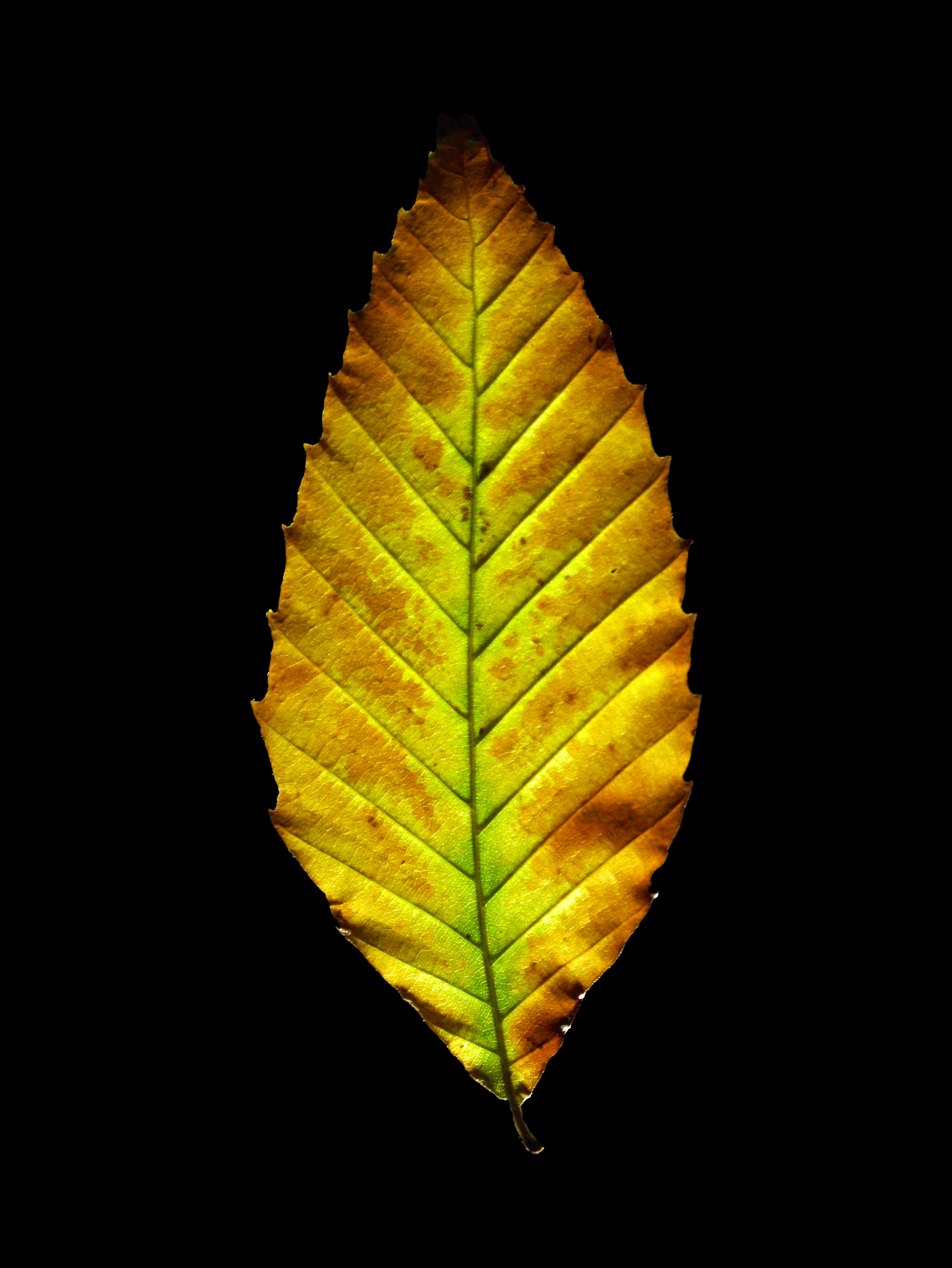 Backbone_(8498394038)