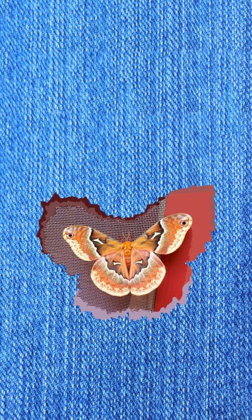 Blue_Denim_Silk_Moth