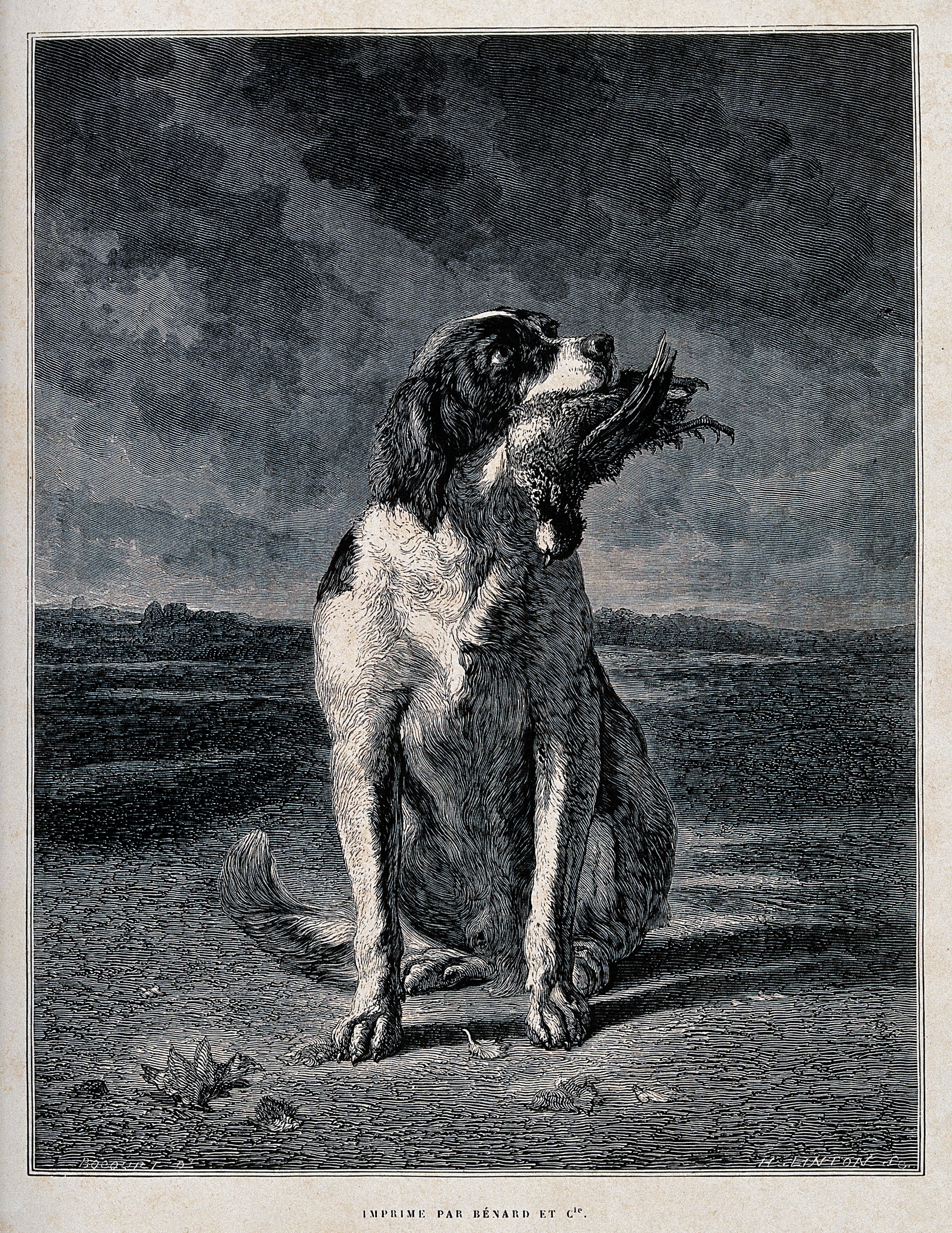 V0021840 A hunting dog sitting with a game bird in its mouth. Wood en
