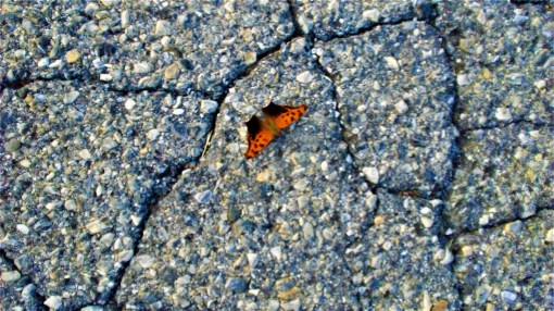 20190802_194026b (4)