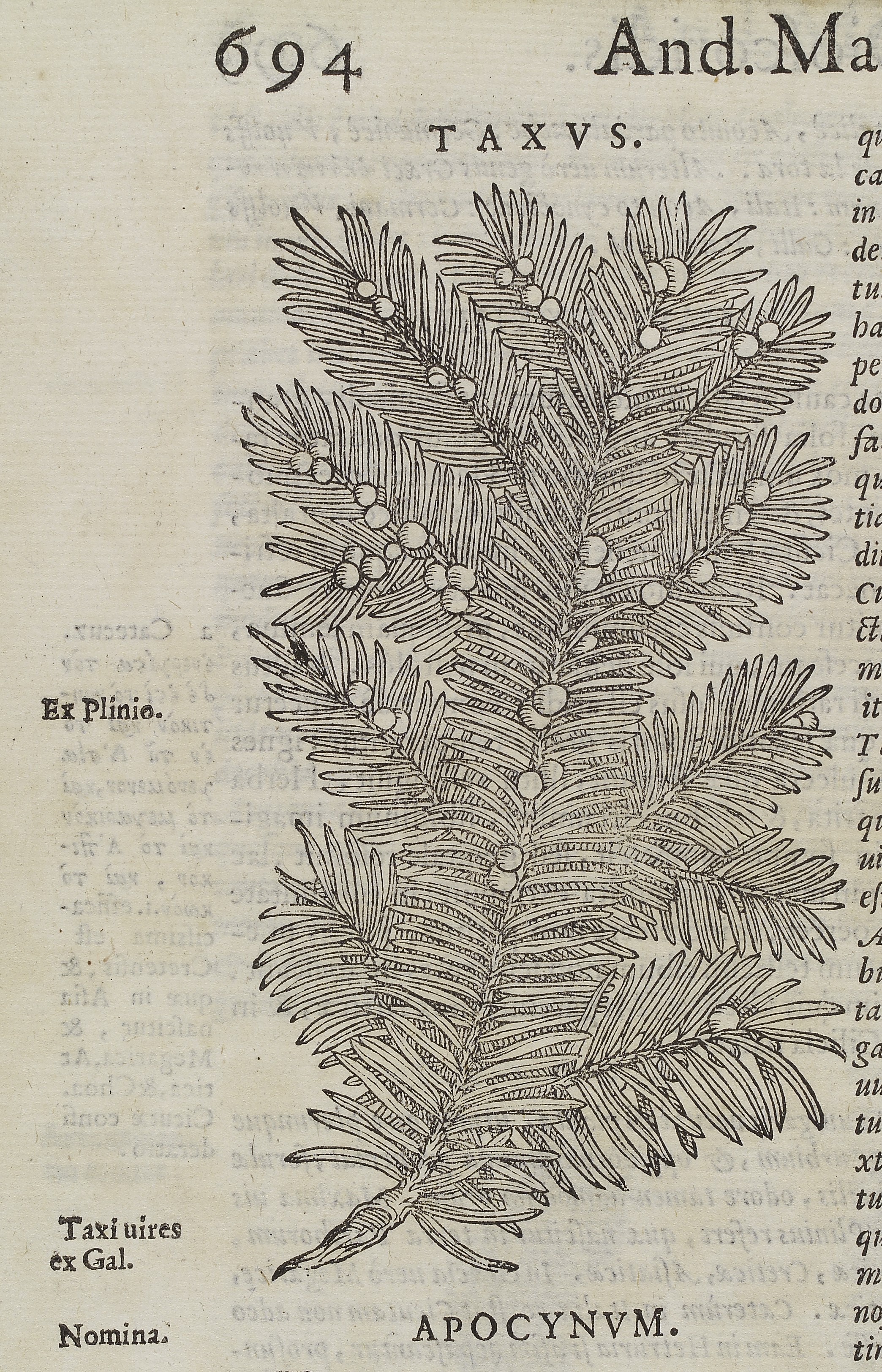 L0040023 Woodcut of a branch from the common yew tree (taxus baccata).