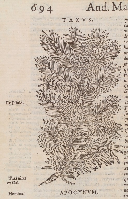 L0040023 Woodcut of a branch from the common yew tree (taxus baccata).