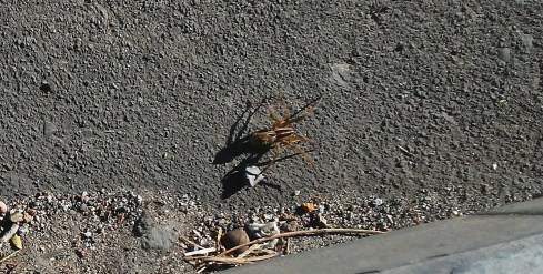 4010681178540223173 -- r