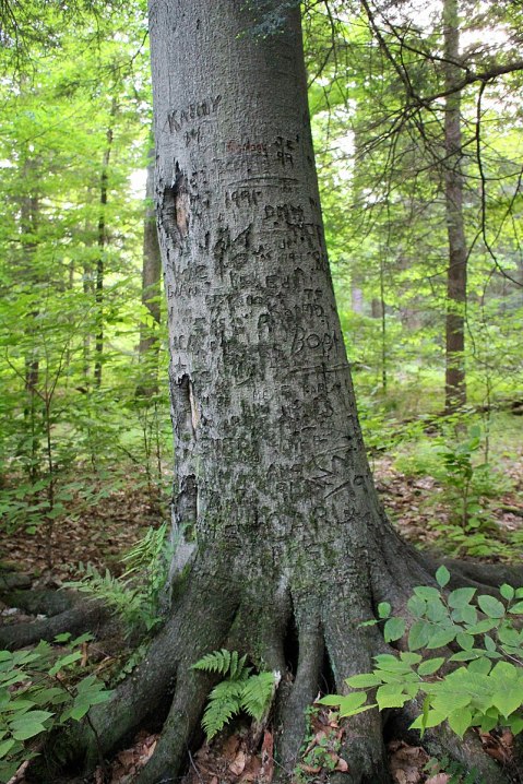 800px-Hearts_Content_Scenic_Area_(7)_(8928809381)