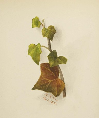 800px-Mary_Vaux_Walcott_-_Untitled_(Ivy)_-_1970.355.776_-_Smithsonian_American_Art_Museum