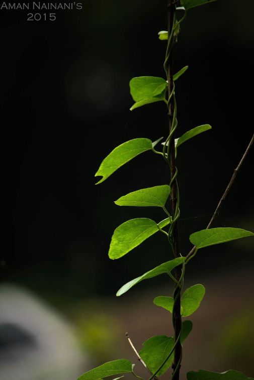 Story_of_stem_and_leaves