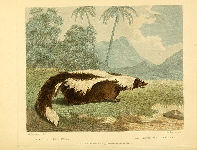 Musei_Leveriani_explicatio,_anglica_et_latina_BHL29568594