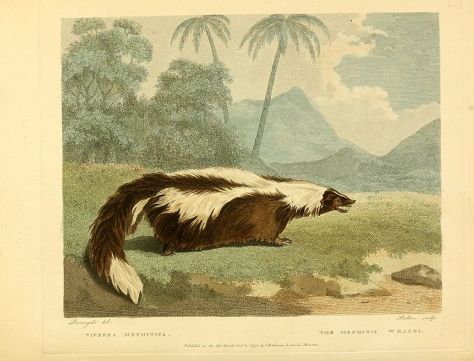 Musei_Leveriani_explicatio,_anglica_et_latina_BHL29568594