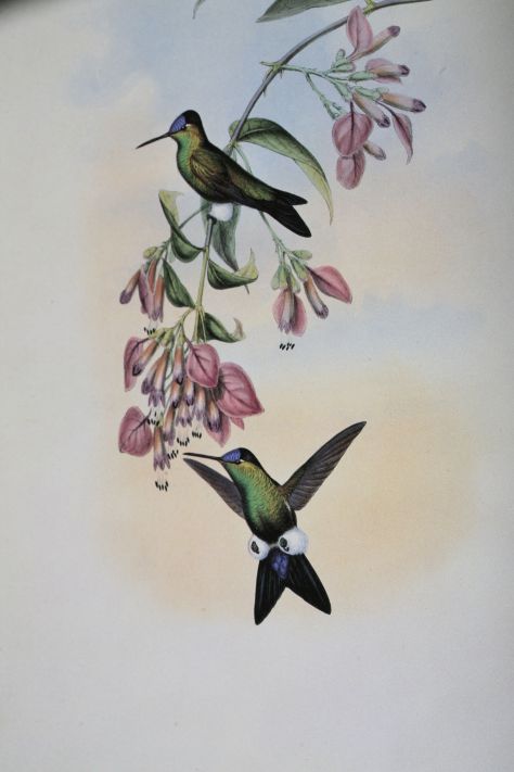 Blaustirn-Höschenkolibri