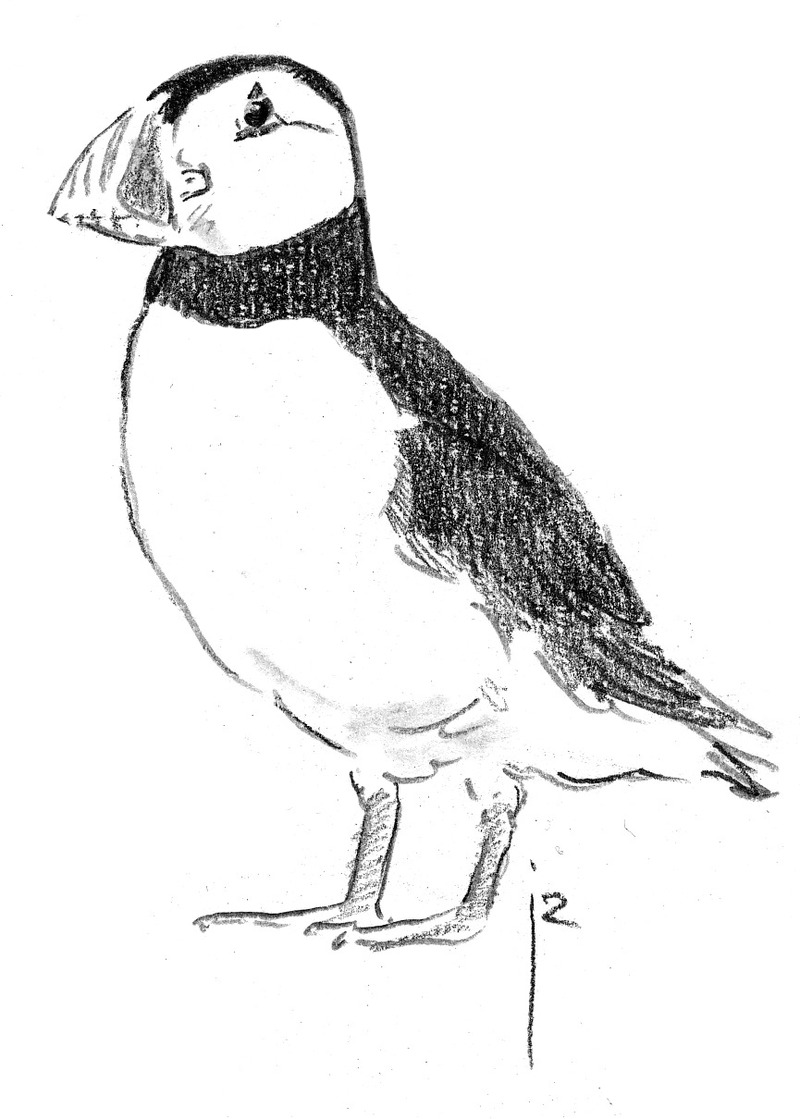 Papegaaiduiker_Fratercula_arctica_Jos_Zwarts_2.tif