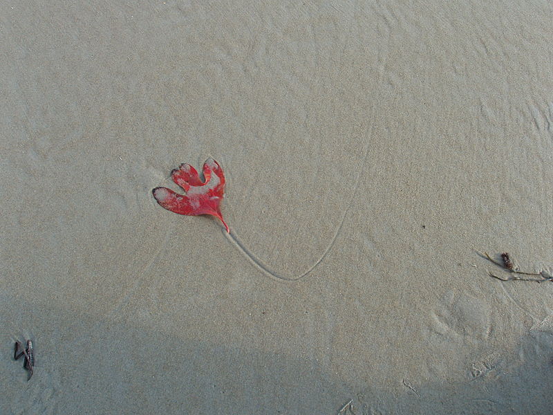 800px-Leaf_on_beach_ogunquit