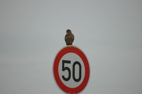 800px-2009-11-15_(8)_Falco_Hechtsheim