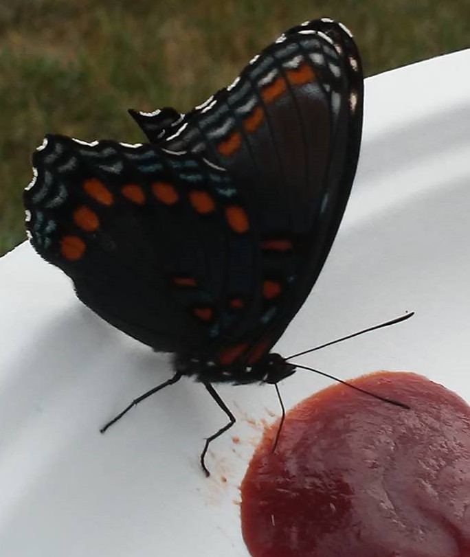 14137971_1264377666915425_5378220612168701627_oB