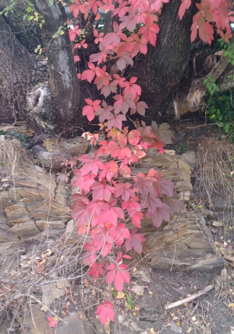 IMG_20221026_170300364C - Copy