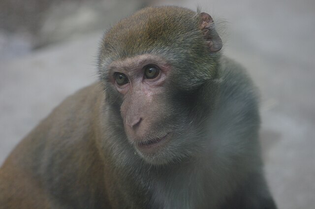 Macaca_Mulatta_-_Beijing_Zoo_2