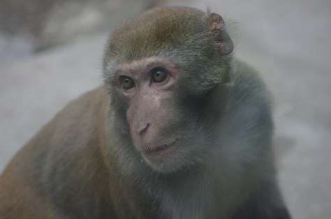 Macaca_Mulatta_-_Beijing_Zoo_2